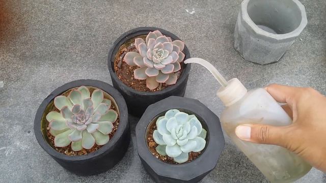 || WHEN TO WATER SUCCULENTS POST PURCHASE || смотреть онлайн