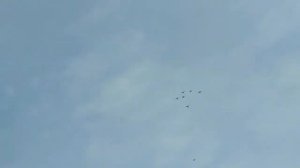 Голуби турецкая Такла.