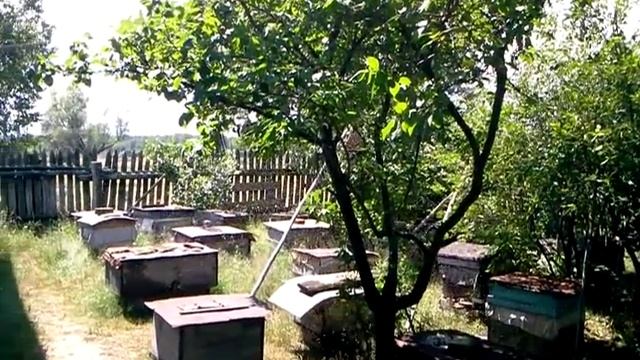На меня напал рой пчел!!! Было страшно! (I was attacked by a swarm of bees) смотреть онлайн