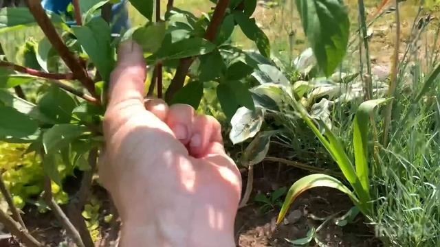 САЖАЮ «ДЕРЕВЯННЫЕ» ЧЕРЕНКИ. Нормирую побеги у гортензий. Сажаю черенки в новый череночник