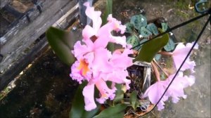 Orquídea RLC. GEORGE KING 'SERENDIPITY'