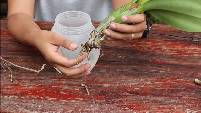 RECUPERAR ORQUIDEA CATTLEYA SIN RAICES