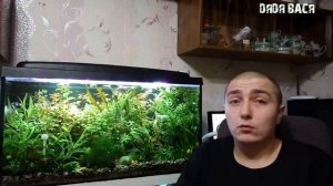 Креветки в аквариуме содержание с рыбами! Креветки аквариумные Черри, вишня, неокардинки