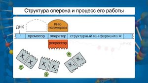 Структура гена