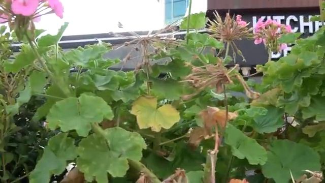 Турецкая еда. Цены на аренду машин, продукты, зарплаты местных. Городской транспорт. АЛАНЬЯ, Турция