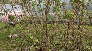 Хроника дачной жизни