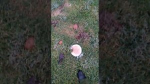 Тихая охота по узбекскому в Узбекистане #Грибы #белый_груздь @чудо_природы после природных явлений!