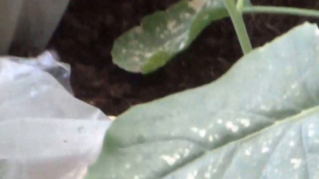 Testing my new Sony HDR CX-320E смотреть онлайн