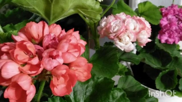 Тюльпановидные пеларгонии Red Pandora, Pink Pandora#сортовыепеларгонии #сосинцы#пеларгониивсочи смотреть онлайн