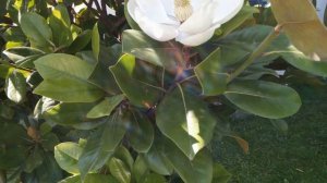 Как цветет магнолия| Цветы белой магнолии Солнечный Берег