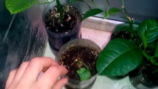 Подсветка тропических растений. смотреть онлайн