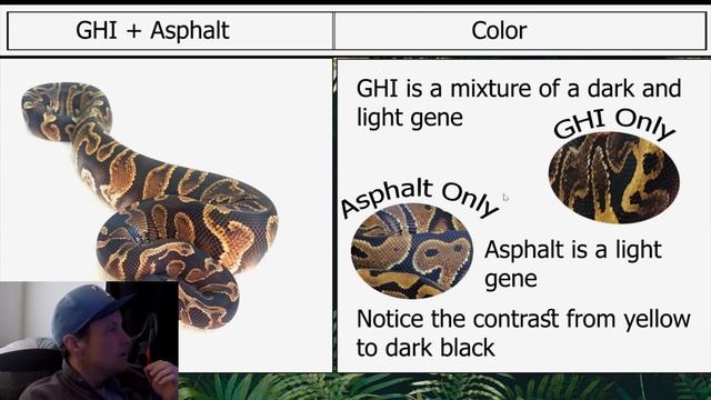 Planning For GHI Ball Python Morph Combos | Breeder Detail  | Jack's Reptiles