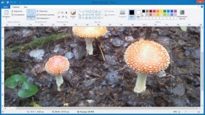 Как в Paint залить цветом выделенную область