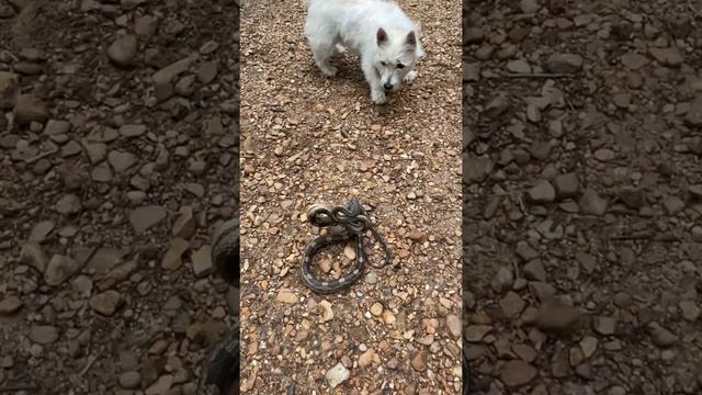 Westie vs rat snake