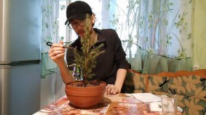 Ель Коника в квартире второй год. Как ухаживать? Что важно знать? 2024 #ель #коника #ёлочка #хвойны