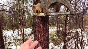 Видео белка в парке города Мурманска #белка #парк #мурманск @visitmurmansk (Visitmurmansk.info)