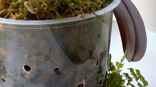 ВОДОРОСЛИ/ЦИАНОБАКТЕРИИ И ПОЧВЕННЫЕ ГРИБЫ В ОРХИДЕЯХ! УХОД ЗА ОРХИДЕЯМИ В ВОПРОСАХ И ОТВЕТАХ!