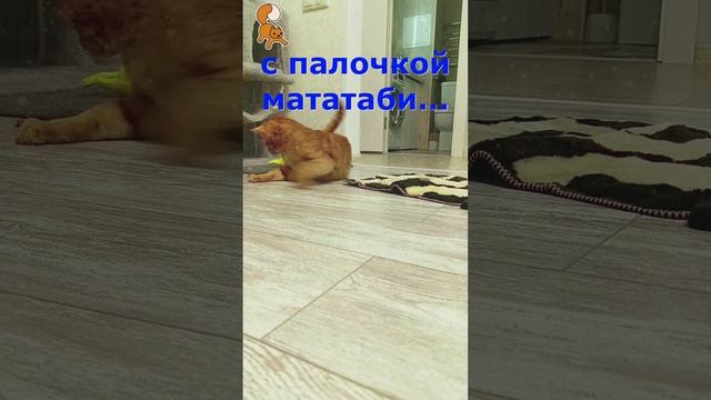 КоШачья Радость. Чудной Кот Феня, он же Феникс. Короткая версия 3 серии.