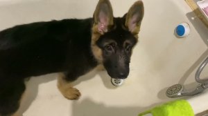 Смешное. Немецкая овчарка копает воду в ванне .