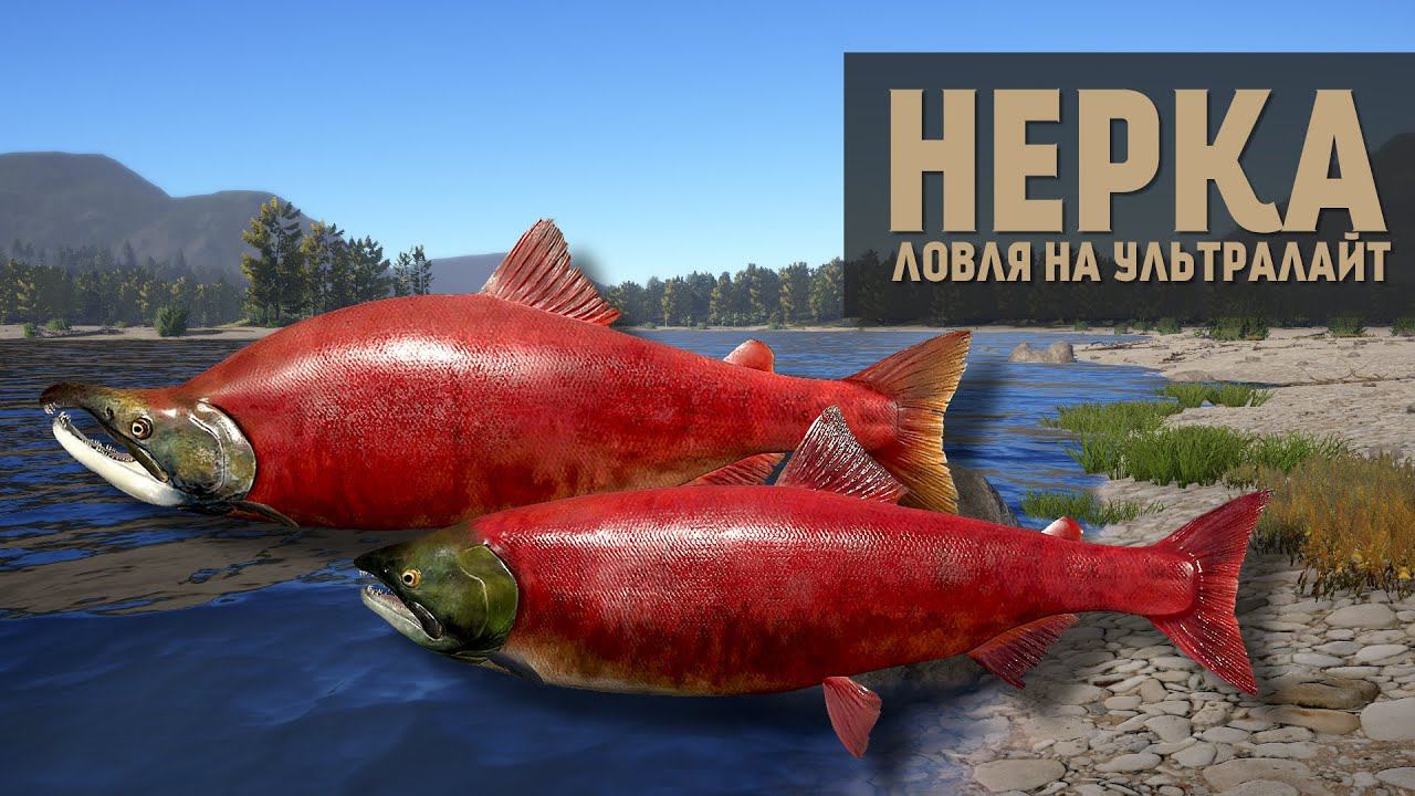 Русская Рыбалка 4 - Стрим на реке Яма. Нерка на Ультралайт, есть ли фарм на этой рыбке. смотреть онлайн