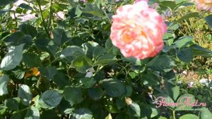 Роза флорибунда Gartenspass