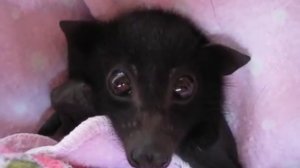 Австралийская летучая лисица