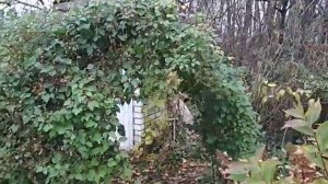 жирный + в пользу фаргезиоидеса