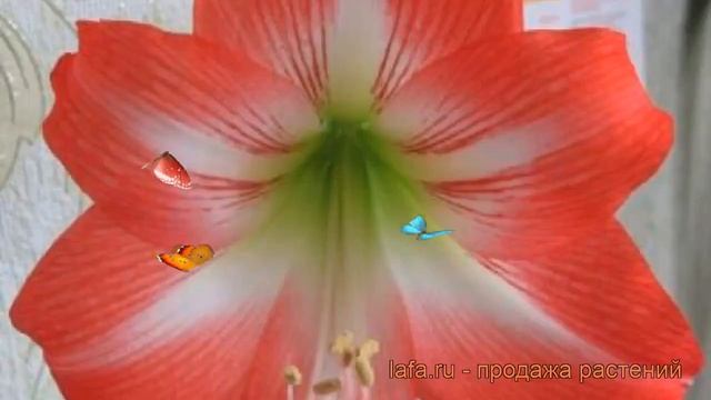 Амариллис простой Икспоже ? обзор: как сажать, луковицы амариллиса Икспоже смотреть онлайн