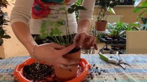 Как правильно пересадить комнатную розу. Пересадка растений, так необходимая им раз в год.
