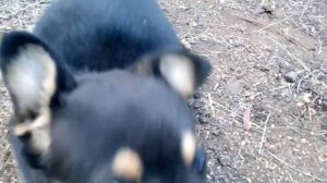 зарезали бычка годовалого на мясо процесс снятия шкуры и разделка туши, бык взбесился перед смертью