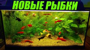 Новые рыбки на разводне! Красивые аквариумные рыбки в травнике!