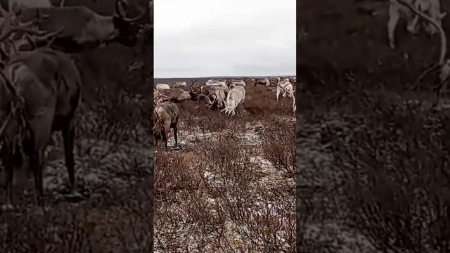 Вы только посмотрите как себя введёт олень в близи, когда идёт съемка.