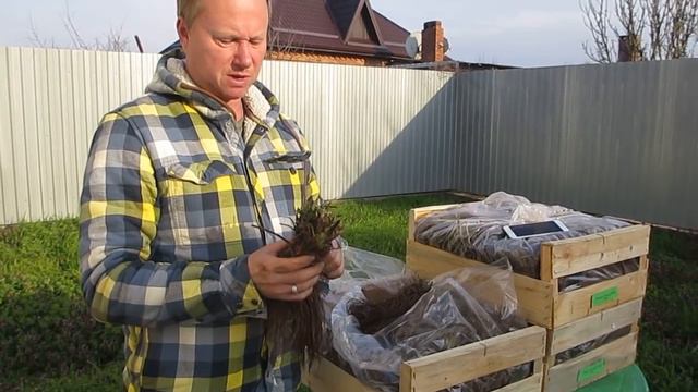 Рассада клубники фриго. Кабрилло или Мурано? (часть 2) Тел +79180102726 (WhatsUp/Viber) смотреть онлайн