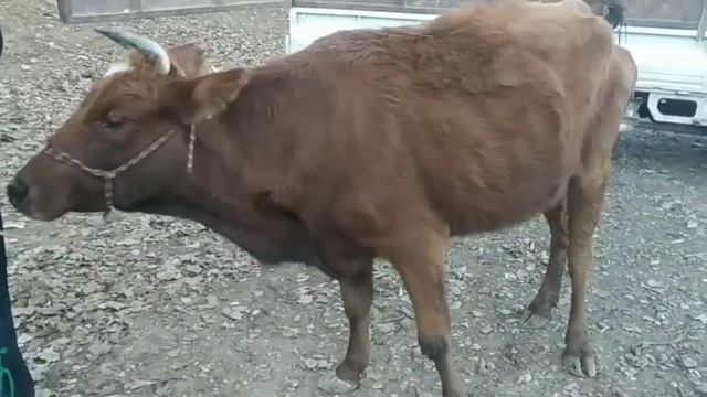 молбозори панчакент. нарху новои молхо .(чоршанбе бозори шурча) #молбозор #букачахо 08.12.2021.