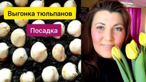 Выгонка тюльпанов. Посадка октябрь 2020