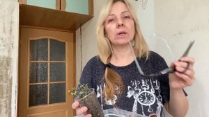 Каллизия. Зимнее черенкование. Почему пятна на листьях?