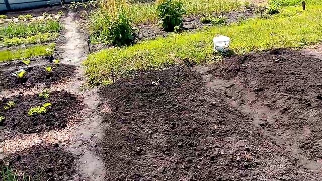 Посадка Сладкой Кукурузы сорта "САХАРНЫЙ 210" в Открытый Грунт. 7 июня 2021г. смотреть онлайн