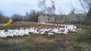 Гуськом домой 3 - разведение гусей