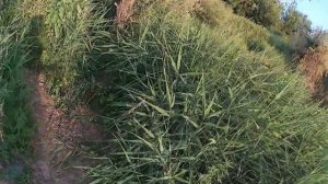 ДЕДОВСКИЙ СПОСОБ ЛОВЛИ ЩУКИ... КАК ПОЙМАТЬ ЧЕРЕПАХУ?