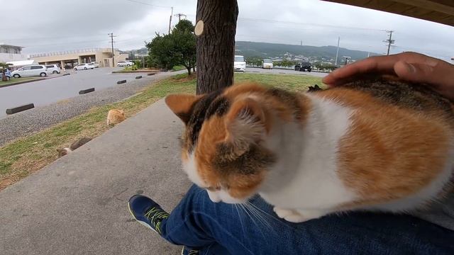野良猫が東屋で雨宿りしていたので隣に座ってみたら膝の上に乗ってきた