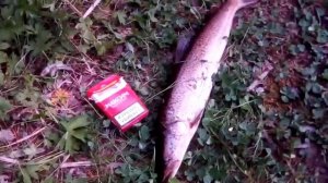 Речка Тойсук,пойман таймешонок.