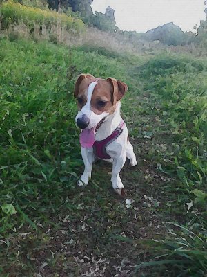 История породы Джека Рассела терьера.mp4