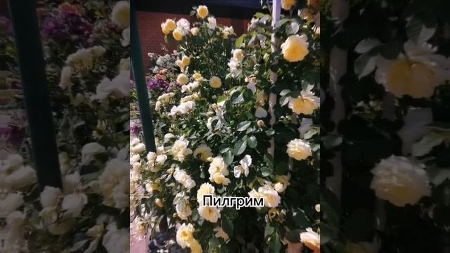 #розы #дача #огород #розовыйсад #остин  #кордес #плетистаяроза