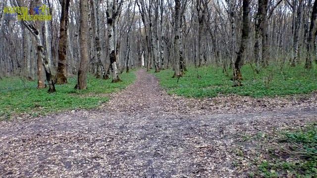 Весна пришла  Весне дорогу  Звуки весны