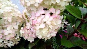 Выращивание метельчатой гортензии в горшках ??