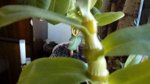 Орхидея Дендробиум Нобиле Аполлон Продолжительность и частота цветения