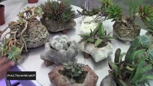 Кактусы и суккуленты в камнях /  как ухаживать за кактусом?