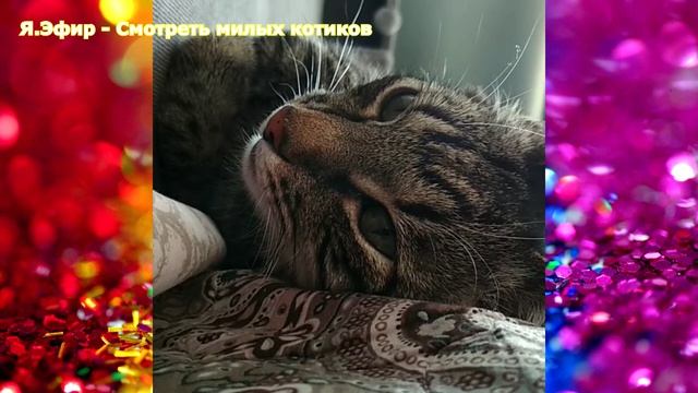 самые смешные видео, русские приколы, зебу, карликовая корова зебу, самые популярные видео с котами