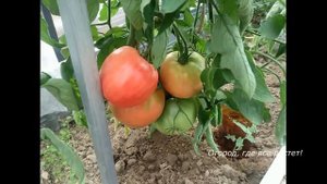 Помидоры. Проверенные сорта и новинки.mp4