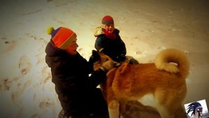 American Akita plays with children. Американская акита играет с детьми